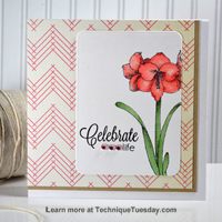 Celebrate Life Amaryllis