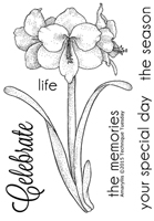 Amaryllis - Greenhouse Society