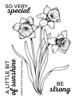 Daffodil - Greenhouse Society